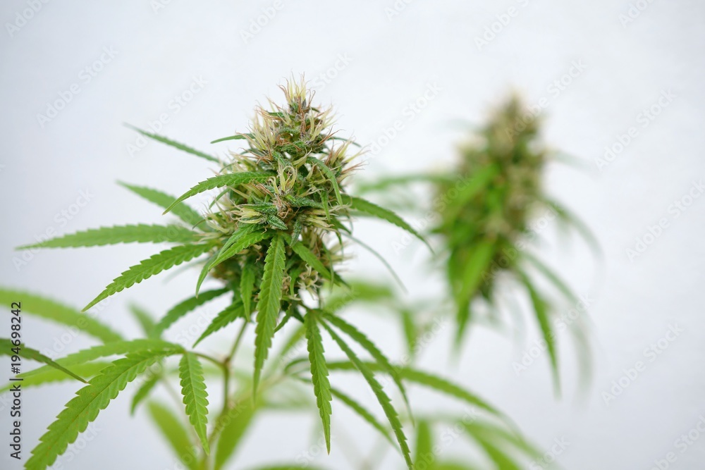 Marijuana leaf background. Cannabis hemp leaf outdoors. Concept for Health and Alternative Natural Medicine. Marijuana leaf background. Cannabis hemp leaf outdoors. Concept for Health and Alternative Natural Medicine.