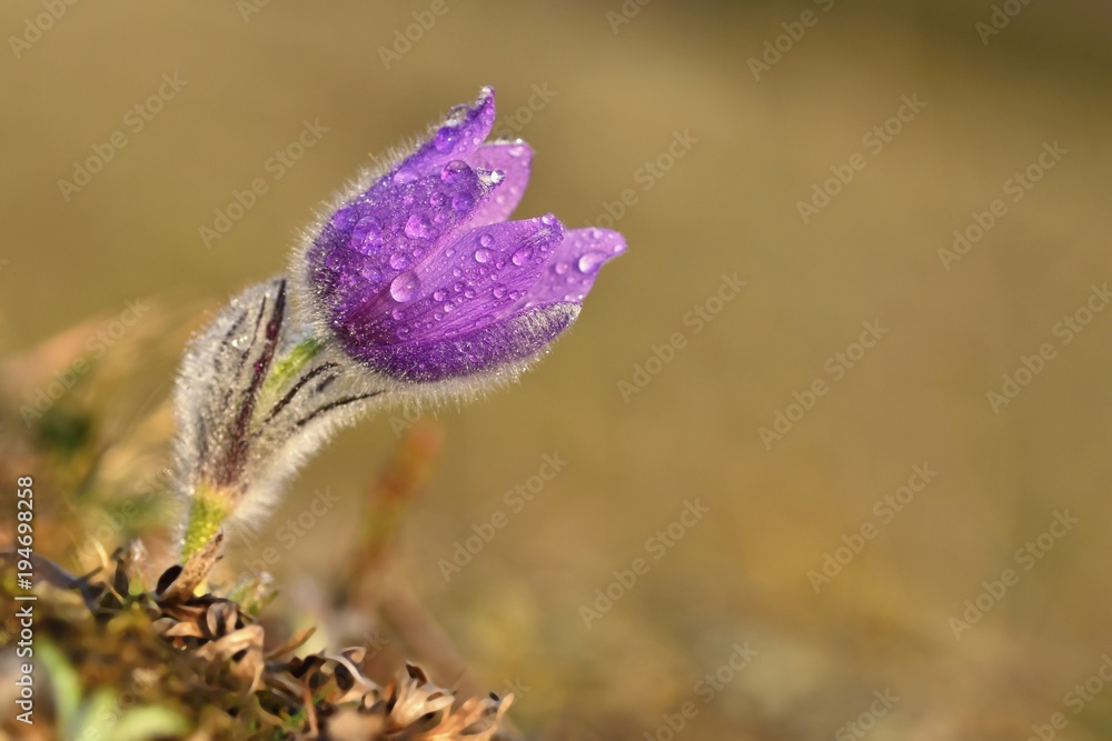 Springtime flower. Beautiful purple little furry pasque-flower. (Pulsatilla grandis) Blooming on spring meadow at the sunset. Springtime flower. Beautiful purple little furry pasque-flower. (Pulsatilla grandis) Blooming on spring meadow at the sunset.