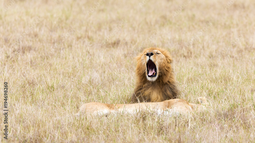 Fototapeta premium Lwy w Masai Mara