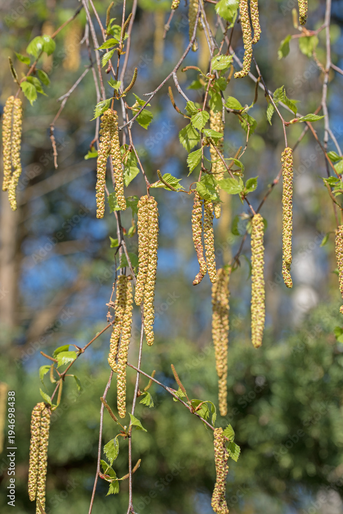 Birke, Betula, Kätzchen, Frühling Birke, Betula, Kätzchen, Frühling