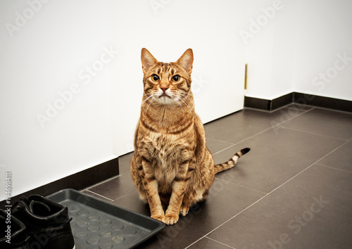Cuadro en lienzo Serious cat ocicat on guard. Concept: guarding house