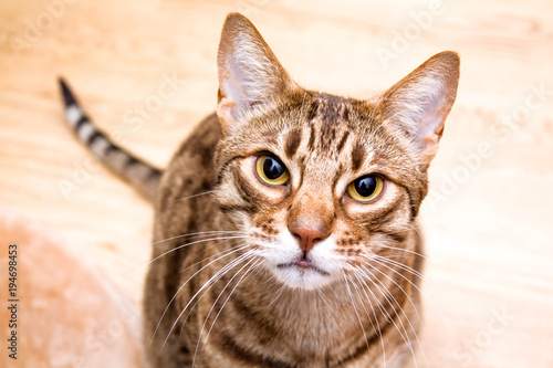 Canvas Print Ocicat adult cat lookin in lens
