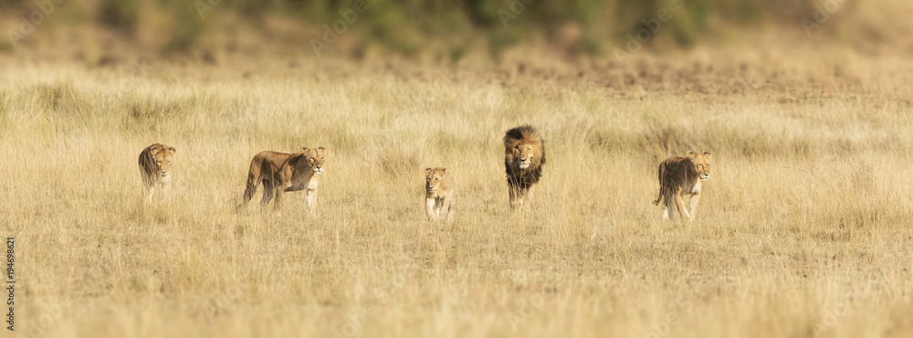Fototapeta premium Duma lwów w Masai Mara