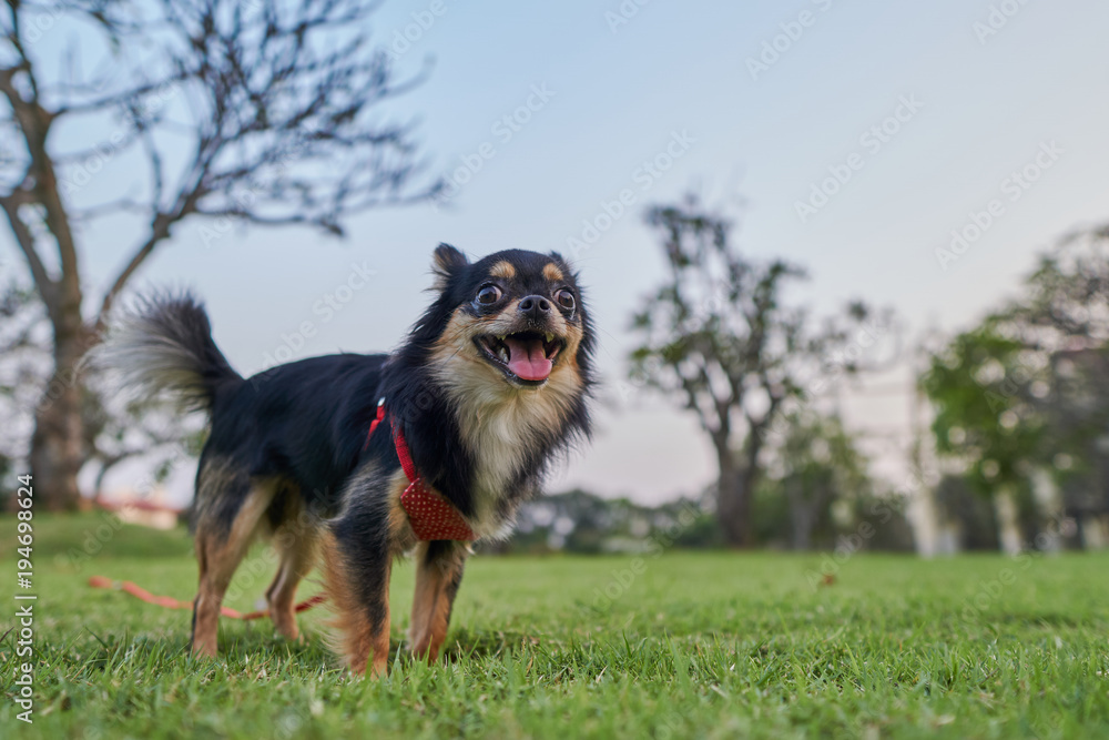 black chihuahua is standing on the lawn and smiling happily.