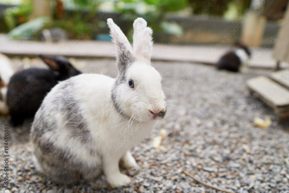 Fototapeta premium white gray rabbit is sitting on stone floor at the garden.