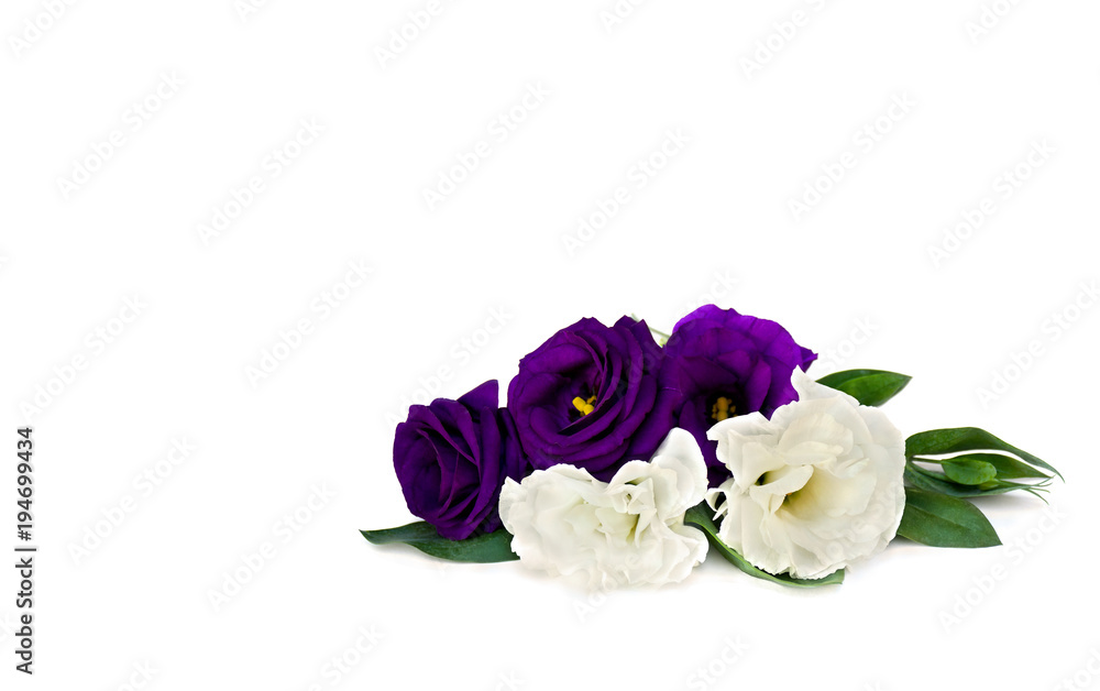 Violet and white flowers Eustoma exaltatum ssp. russellianum (common names: Texas bluebells, bluebell, lisianthus, prairie gentian) on a white background with space for text. Violet and white flowers Eustoma exaltatum ssp. russellianum (common names: Texas bluebells, bluebell, lisianthus, prairie gentian) on a white background with space for text.