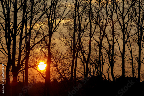 sunset over tree