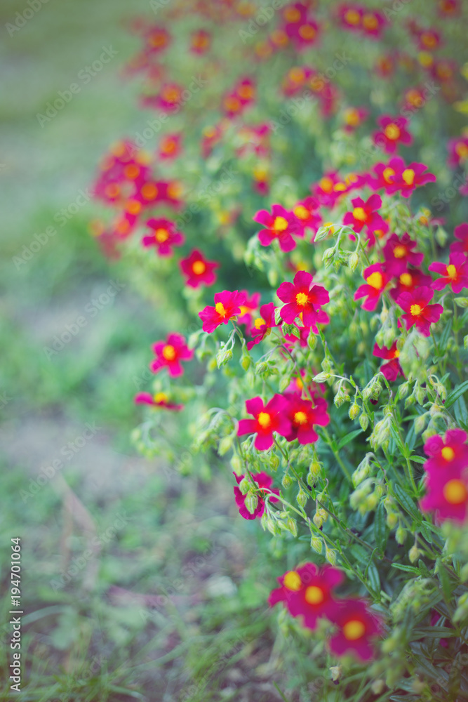Small dark-red flowers in garden in summer on sunny day, vibrant color