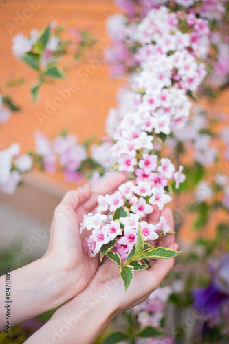 Female young hands holding pink Weigela flowering branch on bush on sunny day in spring