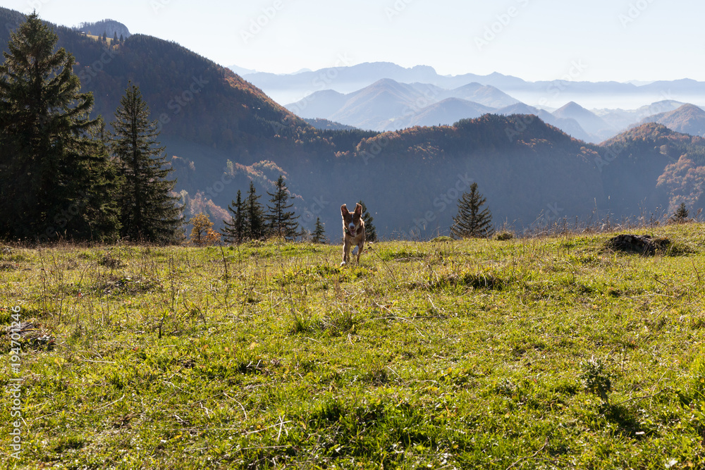 Plakat playing dog on mountain meadow