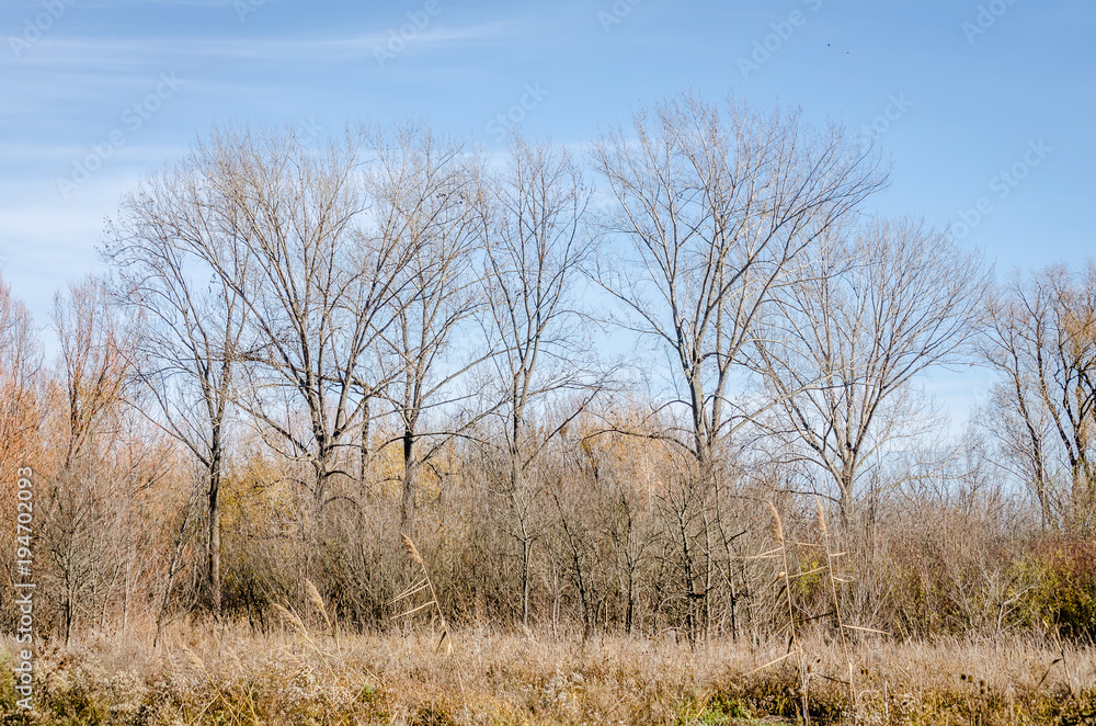 Poplar tree young Poplar tree young