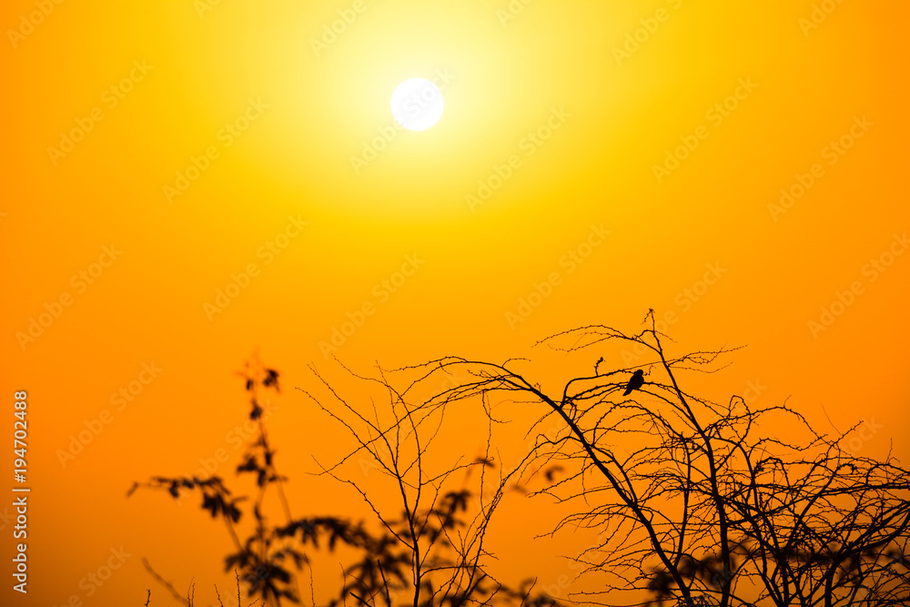 Obraz premium Silhouette