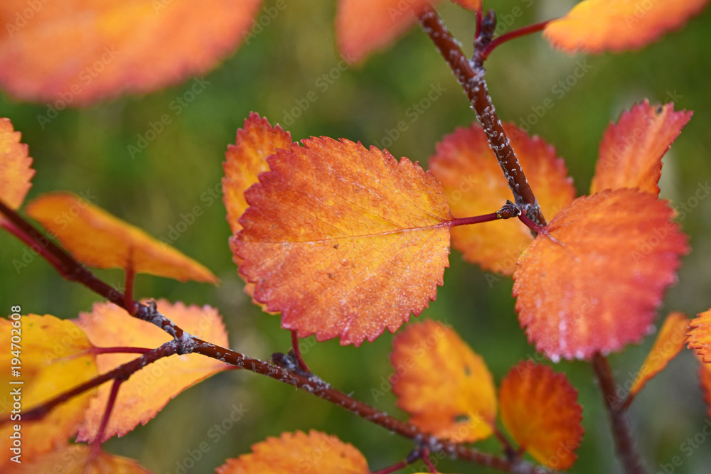 Autum leaf closeup Autum leaf closeup