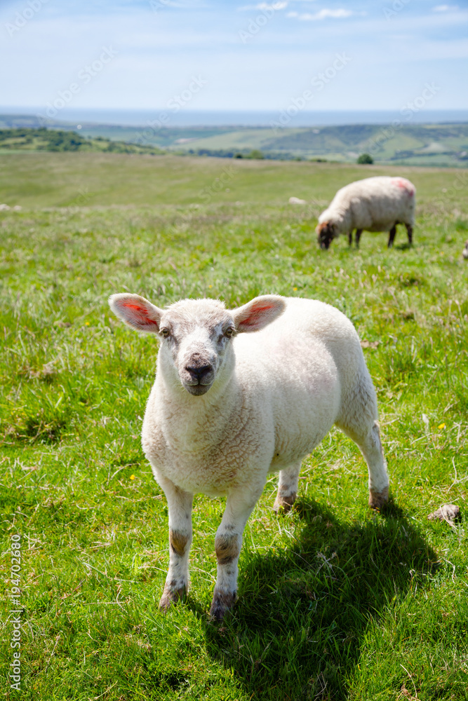 English rural landscape with grazing lamb English rural landscape with grazing lamb
