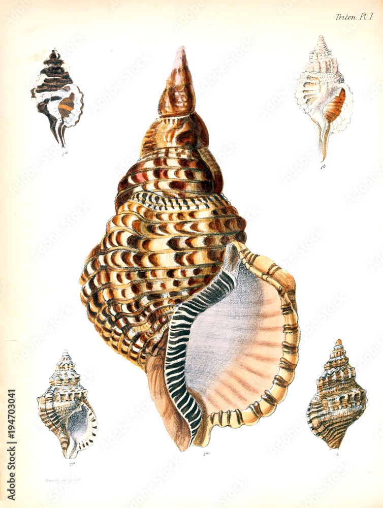Obraz premium Illustration of shells.