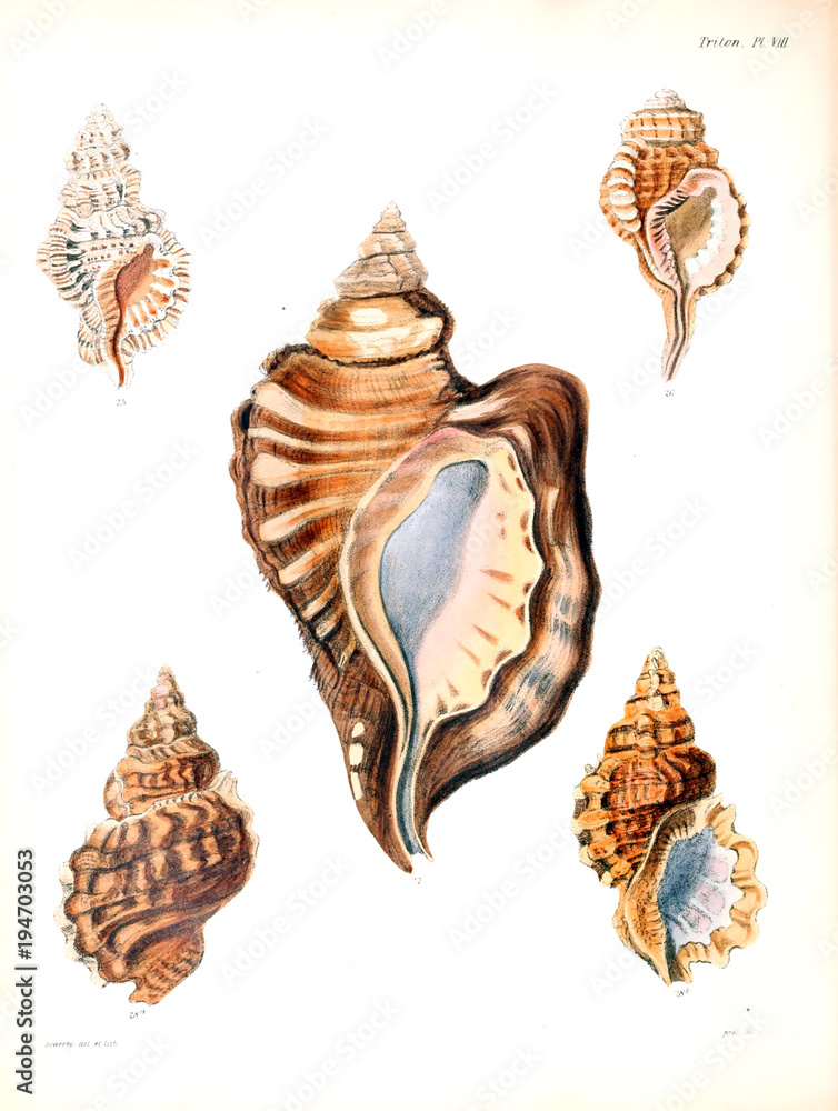Obraz premium Illustration of shells.