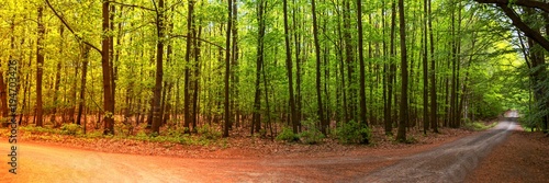 Two seasons in the forest, summer and autumn, panoramic landscape shot