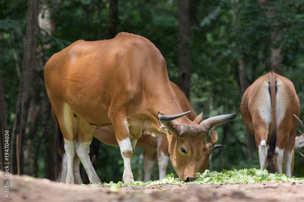 Cow eating food in the forest. Cow eating food in the forest.