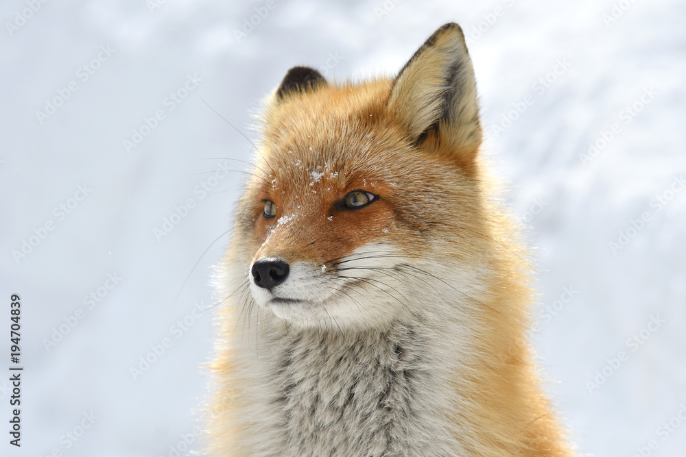 Fototapeta premium 冬のキタキツネ