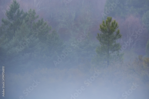 Pine trees in the foreground and birch trees in the background