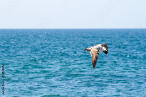 Seagull eating fishes Using different backgrounds the bird becomes more interesting and blends with the colors These birds are native to Asia