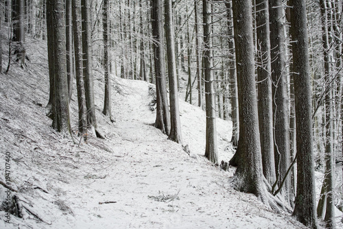 Path in the frozen forest © marcomaccolini
