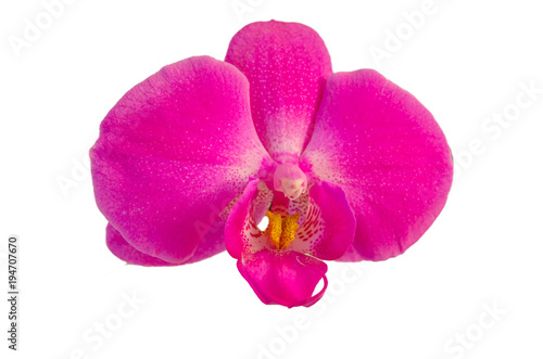Orchidee isoliert auf weiß