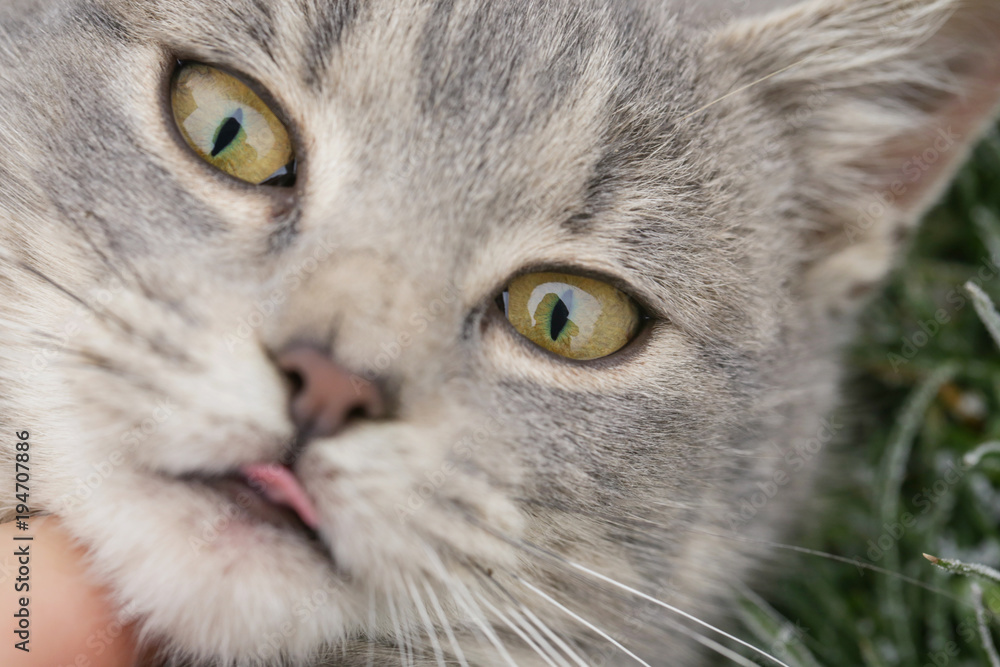 Feline face - close up view