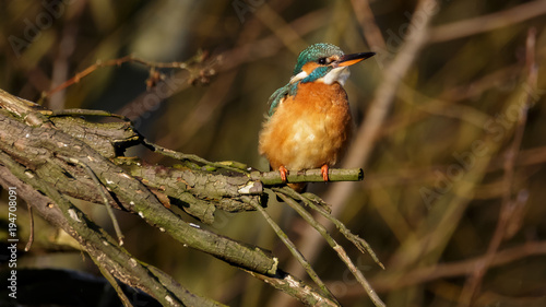 Kingfisher bird © Randy van Domselaar