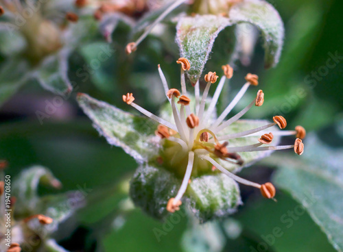 Wallpaper Mural Тычинки Torontodigital.ca