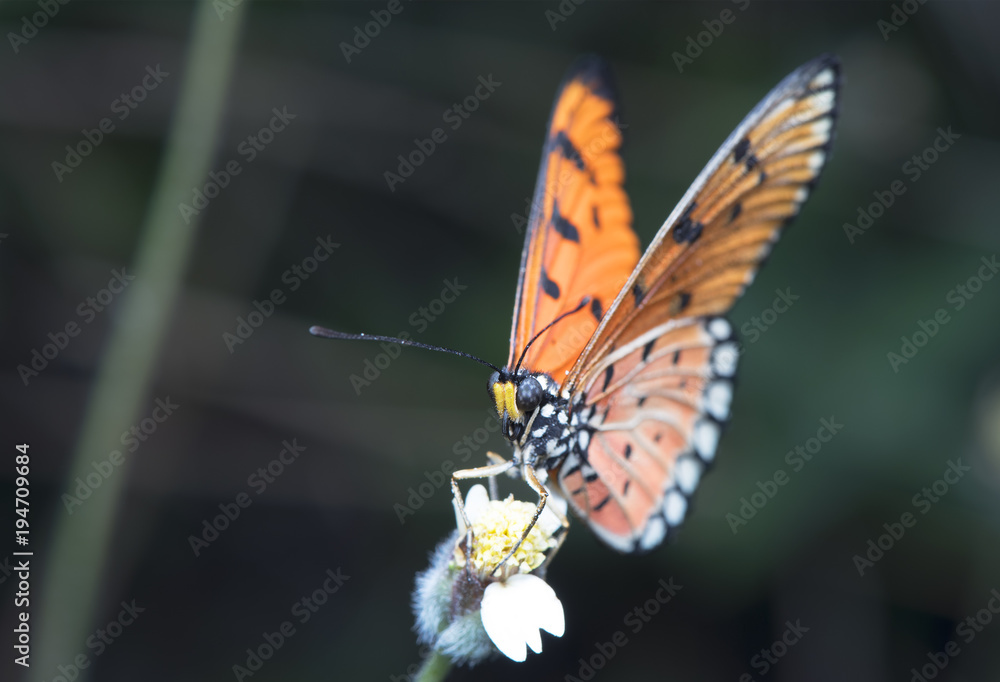 Obraz premium Butterfly