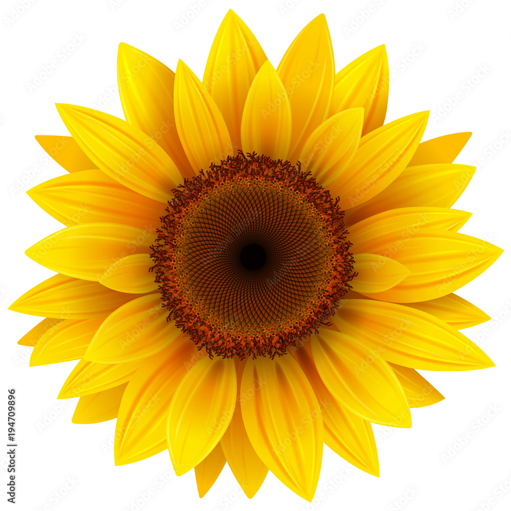 Naklejka premium Kwiat słonecznika na białym tle
