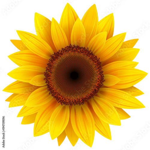 Fototapeta Naklejka Na Ścianę i Meble -  Sunflower flower isolated