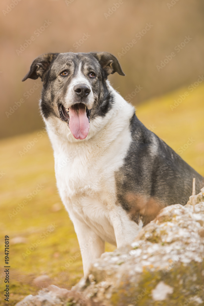 Portrait of Spanish Mastiff sitting in nature. Vertical Portrait of Spanish Mastiff sitting in nature. Vertical
