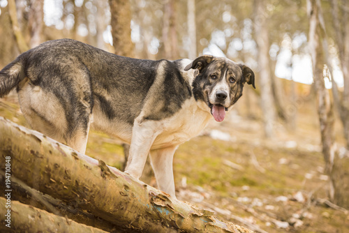 Spanish mastiff walking in the forest and looking at camera. Horizontal 