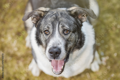 Portrait of a Mastiff Dog photo