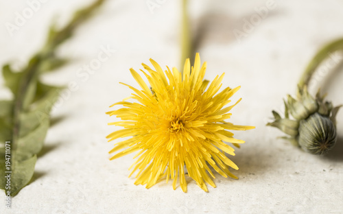 Fototapeta Naklejka Na Ścianę i Meble -  Gewöhnliche Löwenzahn (Taraxacum)