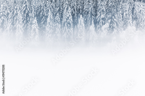 Snow covered forest in winter photo