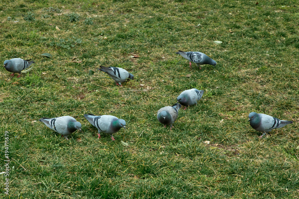 Fototapeta premium Pigeons walk on green grass. Blue rock pigeon Azerbaijan in spring nature . Rock dove or rock pigeon, walking on grass field try to find Food on the floor .