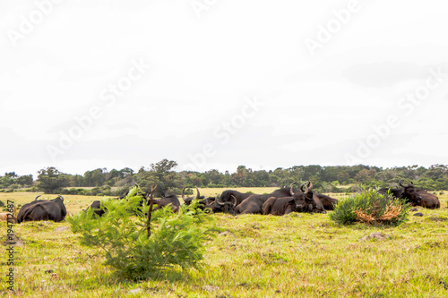 Herd Of Buffalo Lying Down In Kragga Kamma Game Reserve South Africa photo