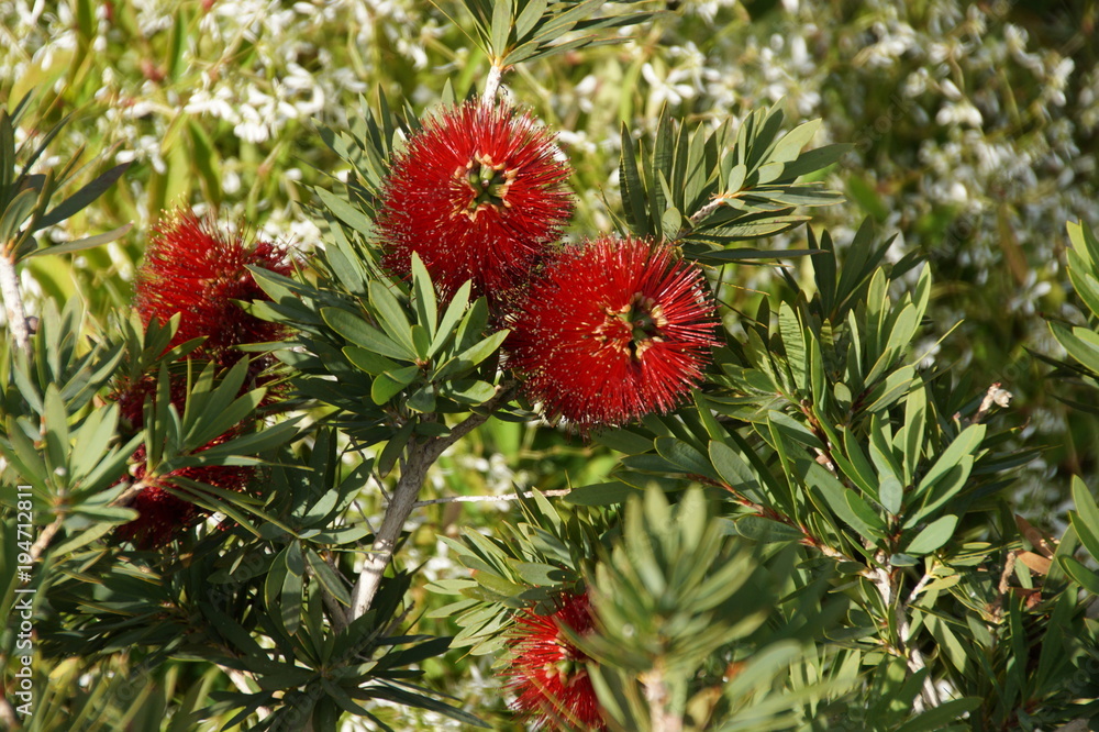 Madeira Flora 6