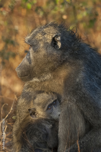 Baboon , Africa photo