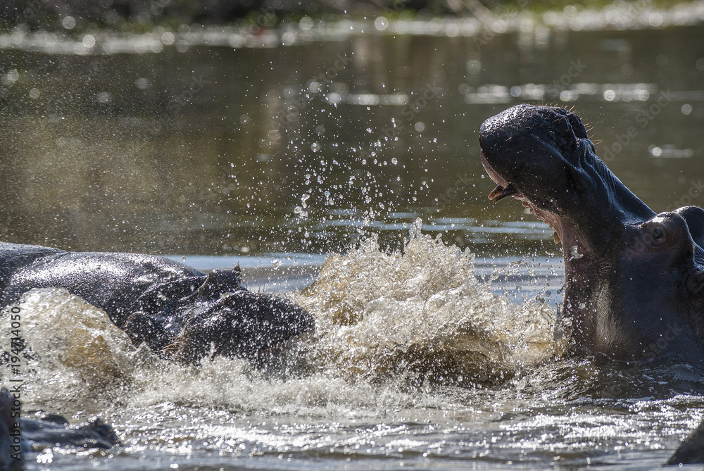 Naklejka premium Hippopotamus, Kruger National Park