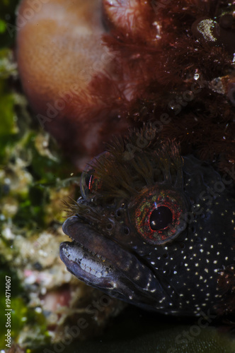 Moss Fringehead Poking Its Head out of Burrows Underwater in Japan photo