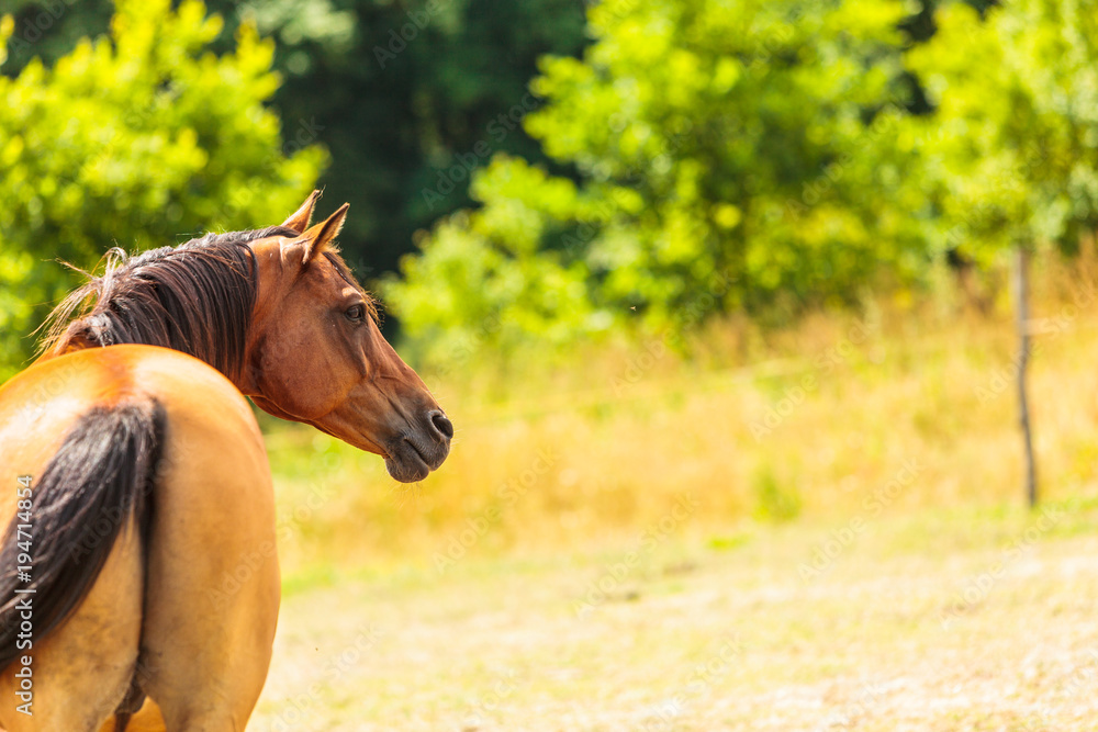 Obraz premium Brown wild horse on meadow idyllic field