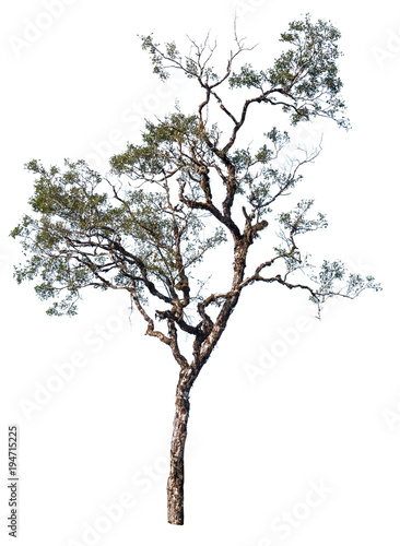 Fototapeta Naklejka Na Ścianę i Meble -  Isolated big tree on white background