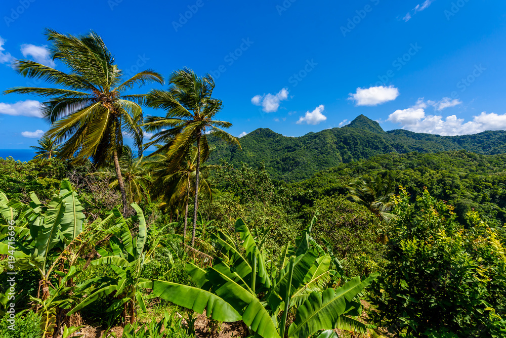 Naklejka premium Tropical Rainforest on the Caribbean island of St. Lucia. It is a paradise destination with a white sand beach and turquoiuse sea.