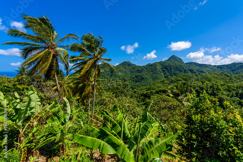 Fototapeta Naklejka Na Ścianę i Meble -  Tropical Rainforest on the Caribbean island of St. Lucia. It is a paradise destination with a white sand beach and turquoiuse sea.