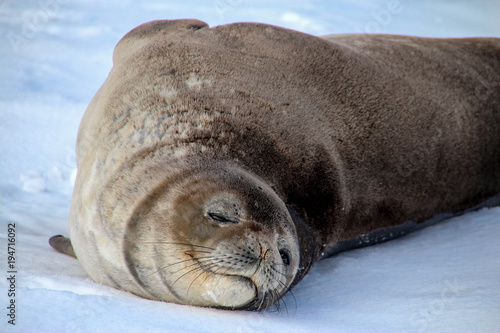 Weddell seal, Antarctica