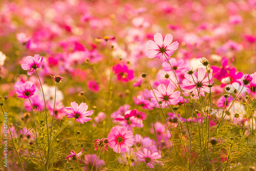 Beautiful cosmos flowers blooming in garden